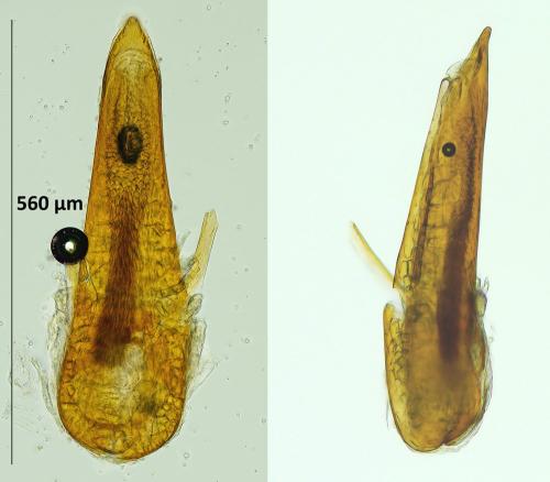 Réf. 348 896 : Eusphalerum pallens